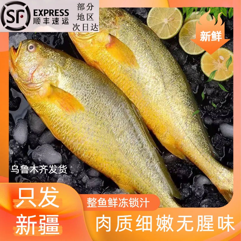 【只发新疆顺丰包邮】特大黄花鱼1斤多/条家宴端上桌老人孩子都爱吃