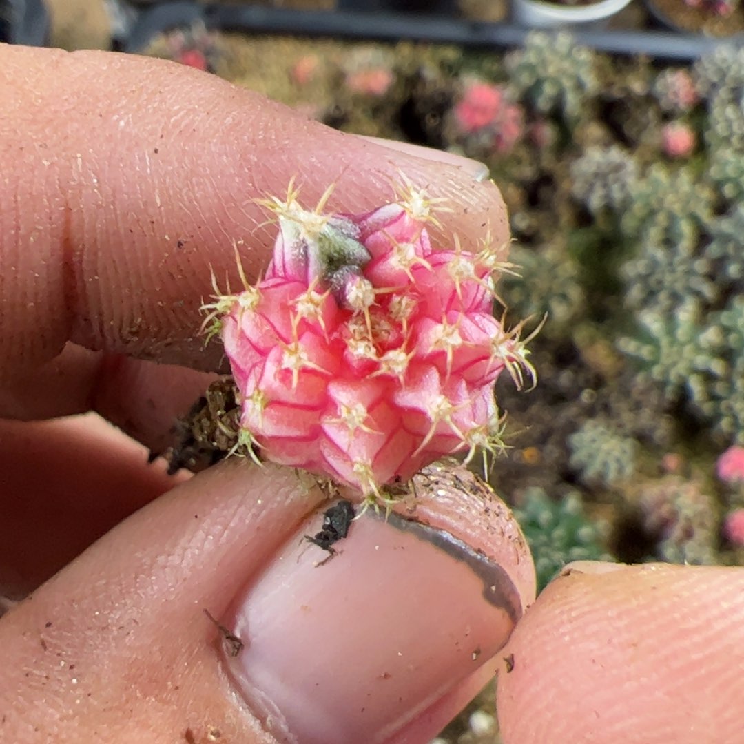 当前无花栽培后可以开花944