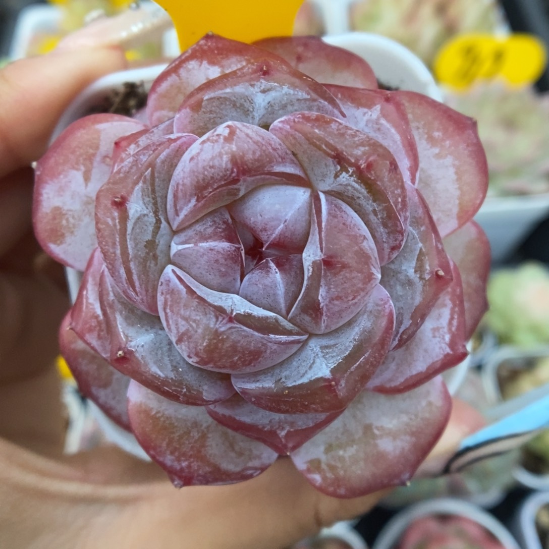 紫心星河可拍314号