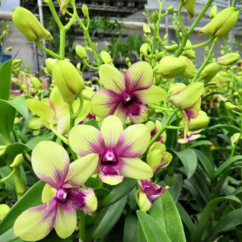 碧玉石斛兰带花剑发货