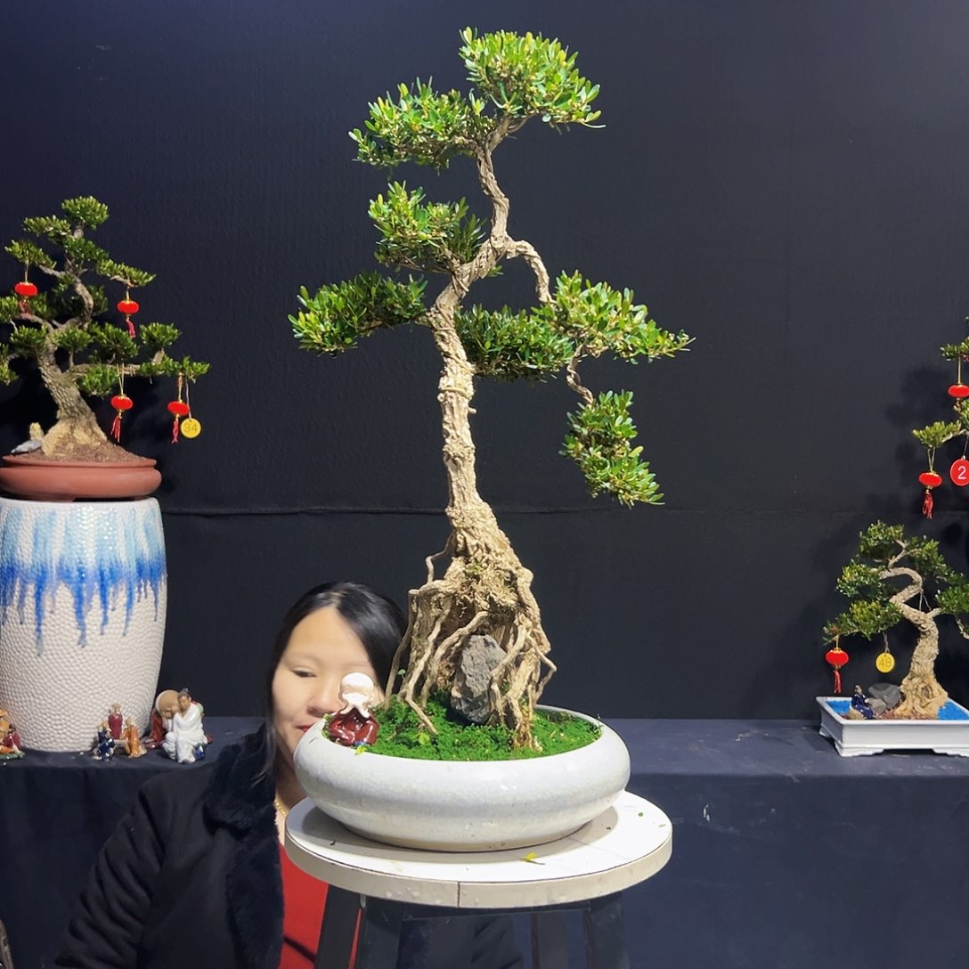 绿植广东皱皮黄杨木
