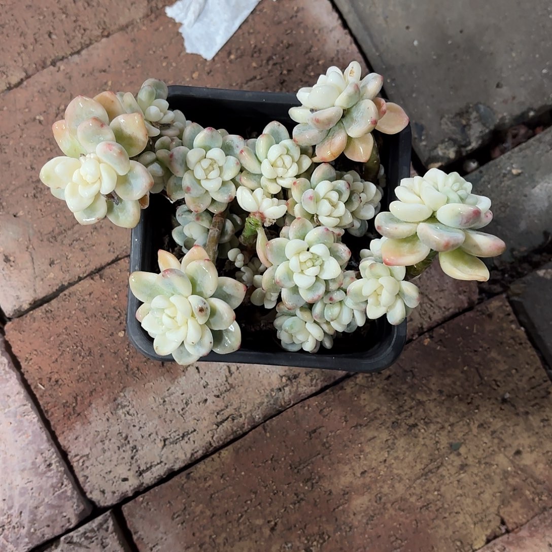 幸***福罗琦锦大群12㎝盆一物一拍