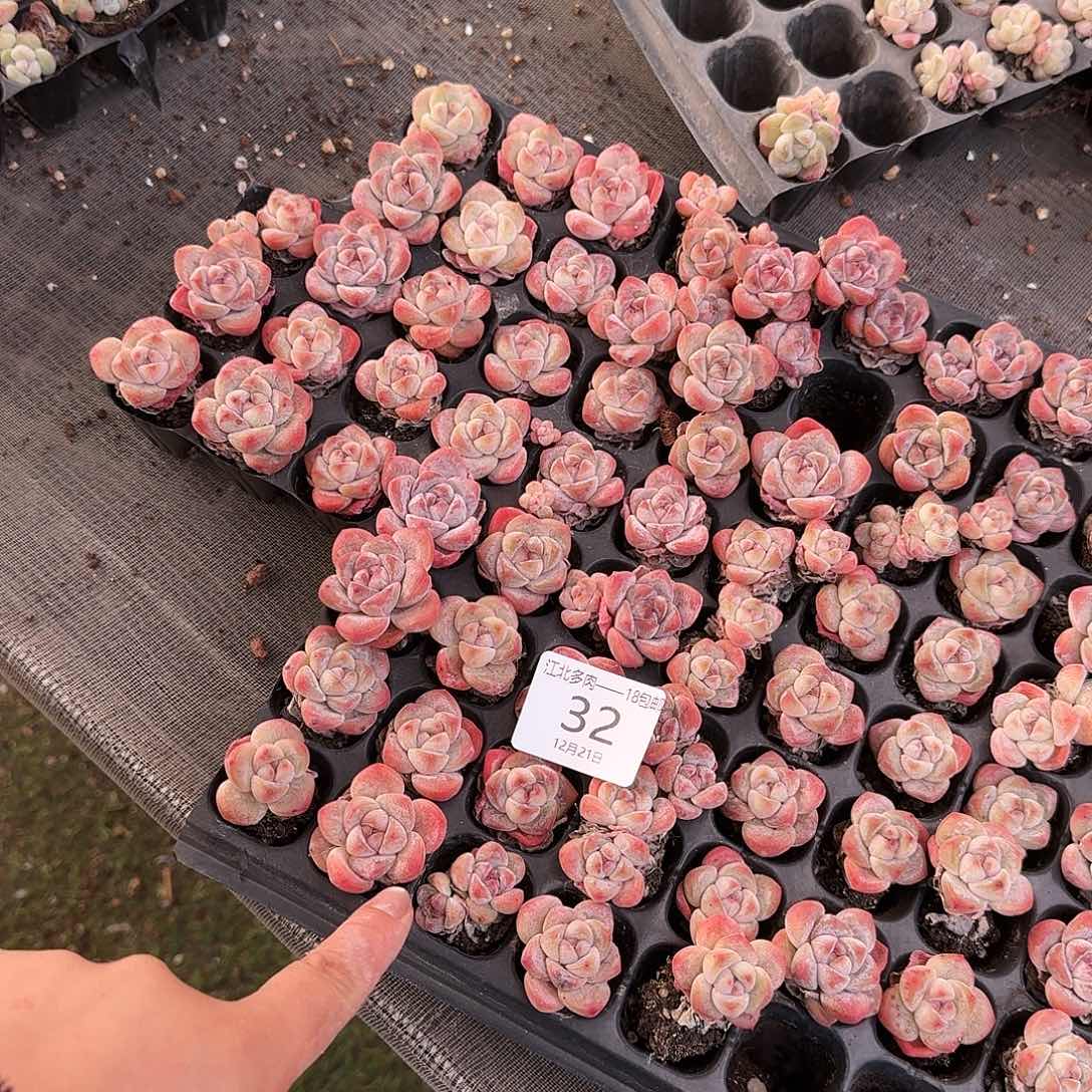 32号红玉到手9颗量拍