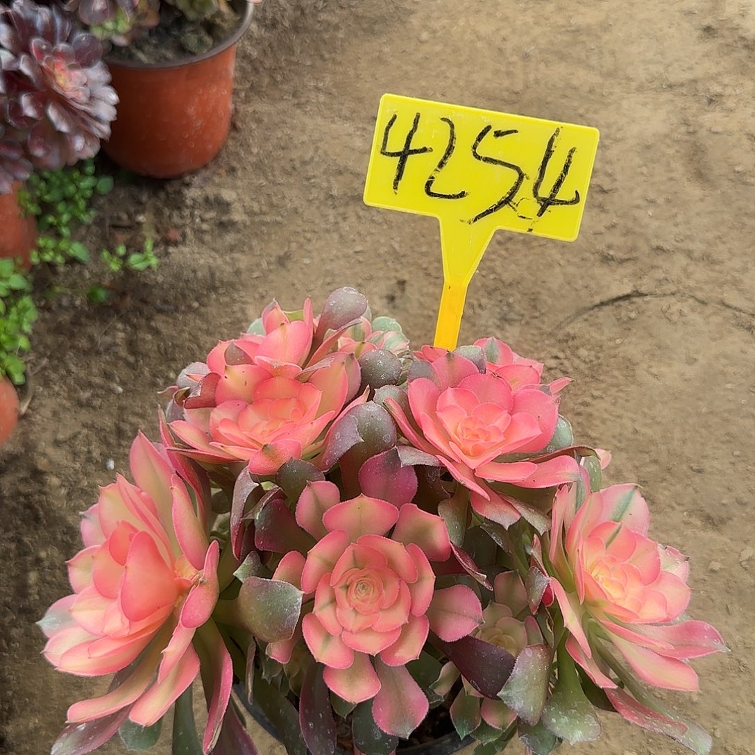 4254---母本香妃多头