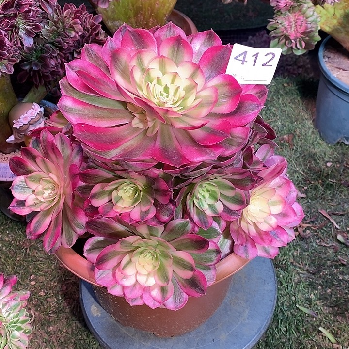 荔枝法师锦周正捧花412