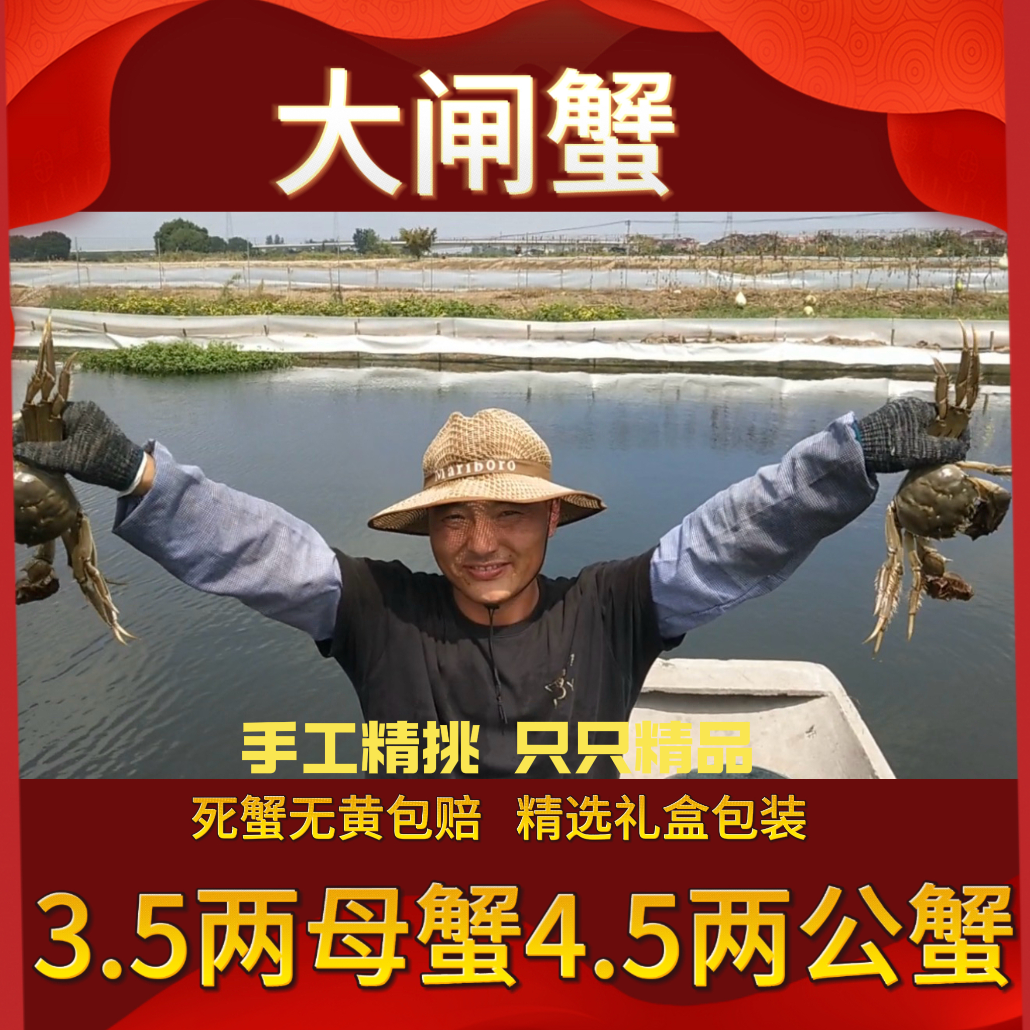 (活蟹现发）精挑3.5两母蟹  4.5两公蟹  6/8/10只  