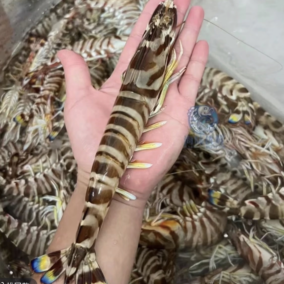 神泉港 野生活冻斑节虾九节虾 流水解冻一盒250克 省内包邮