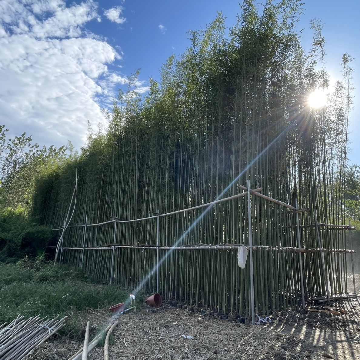 耐寒金镶玉竹杯苗竹子杯苗带杯发货适合庭园种植观赏竹