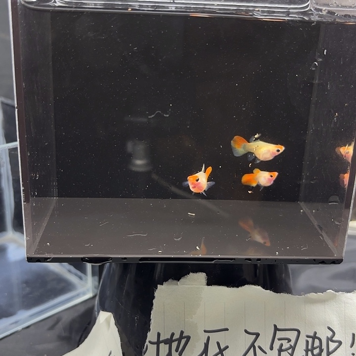 孔雀鱼红头玻璃猫两个母