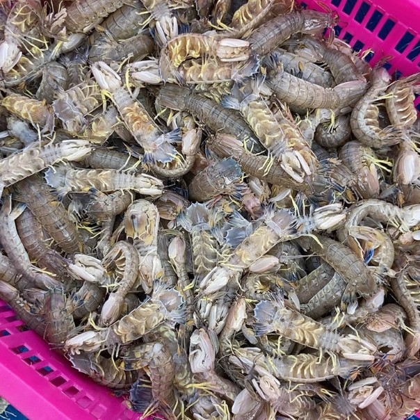 东港鲜活母皮皮虾二斤（约 40-50 只）