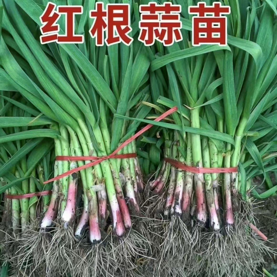蒜苗新鲜现挖大蒜苗农家种植红根蒜苗