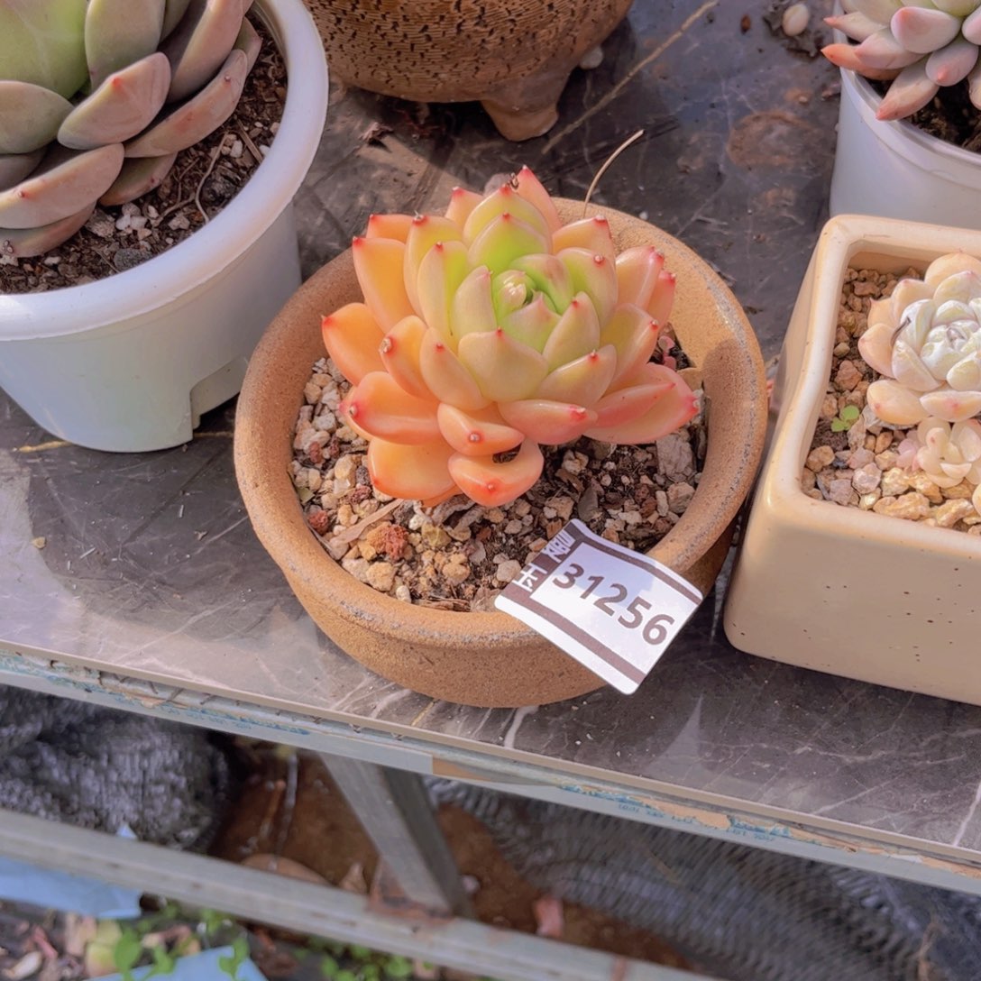 梦***…白玫瑰多肉植物31256