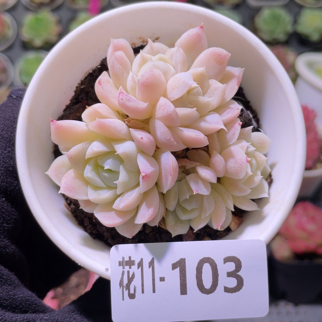 花利美11-103白月影