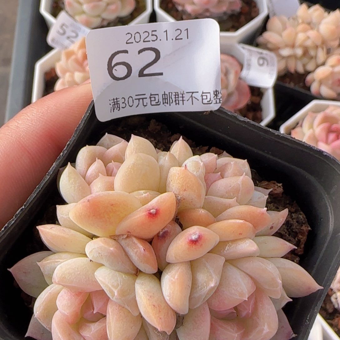 白桃汽水四头老桩一颗脱土