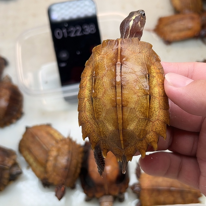 母宠物龟箖*璇枫叶龟