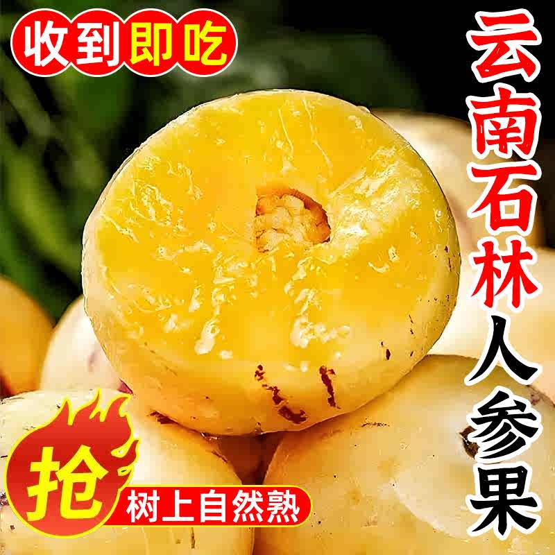 云南石林人参果黄肉圆果树上熟清甜多汁新鲜应季水果