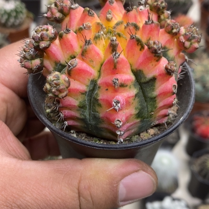 大号花蝴蝶牡丹锦