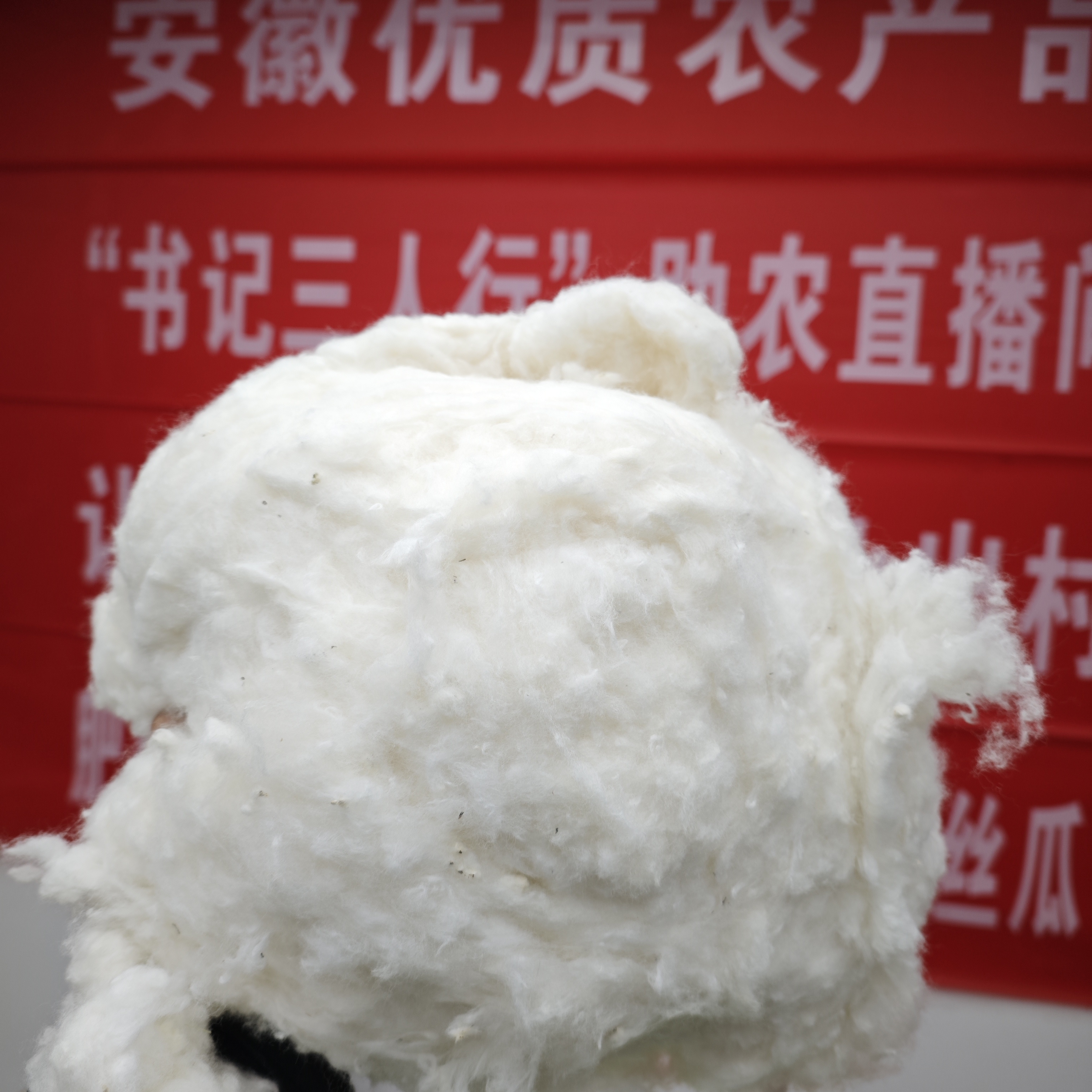 棉花农家自种棉花 杨桥村