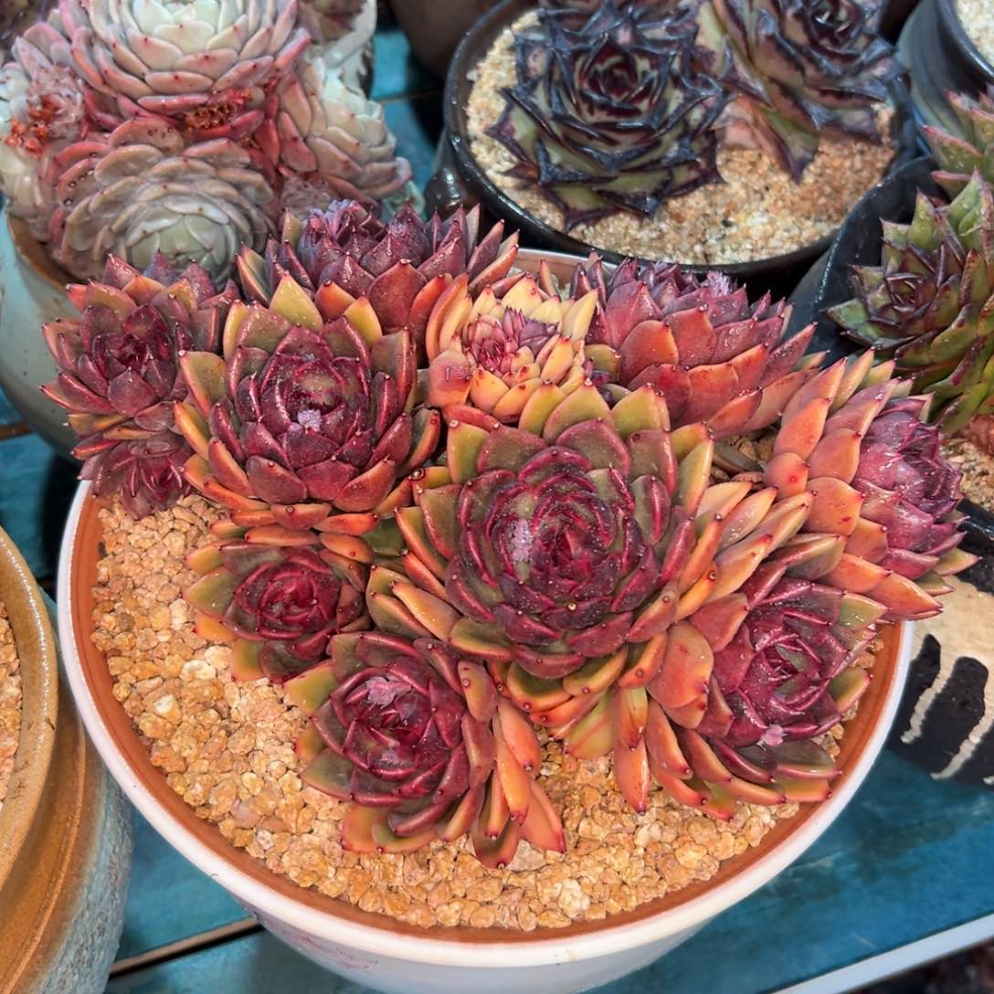 多肉一物一拍0208-789