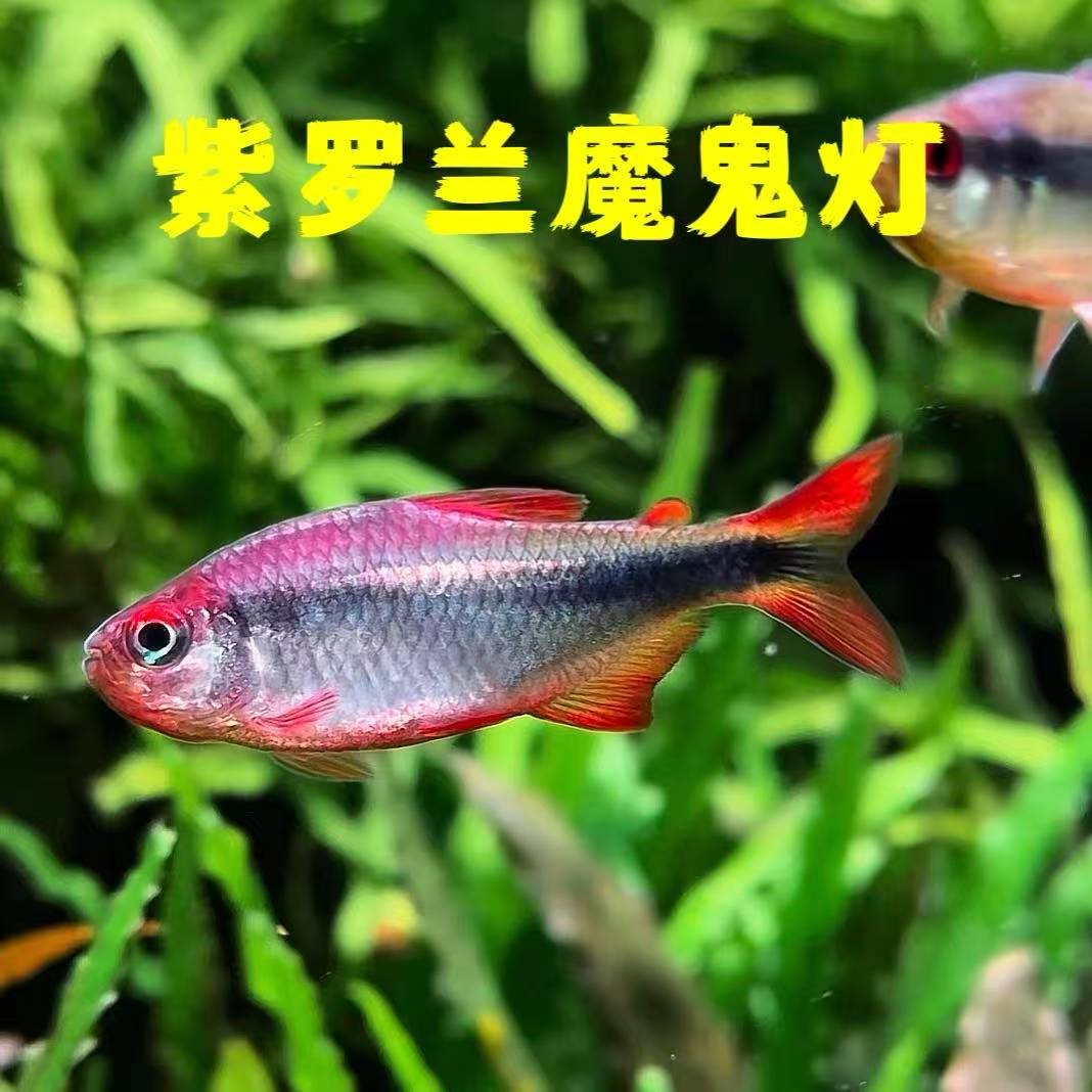 紫罗兰魔鬼灯鱼皇室青魔鬼小型灯鱼热带活体鱼草缸群游鱼