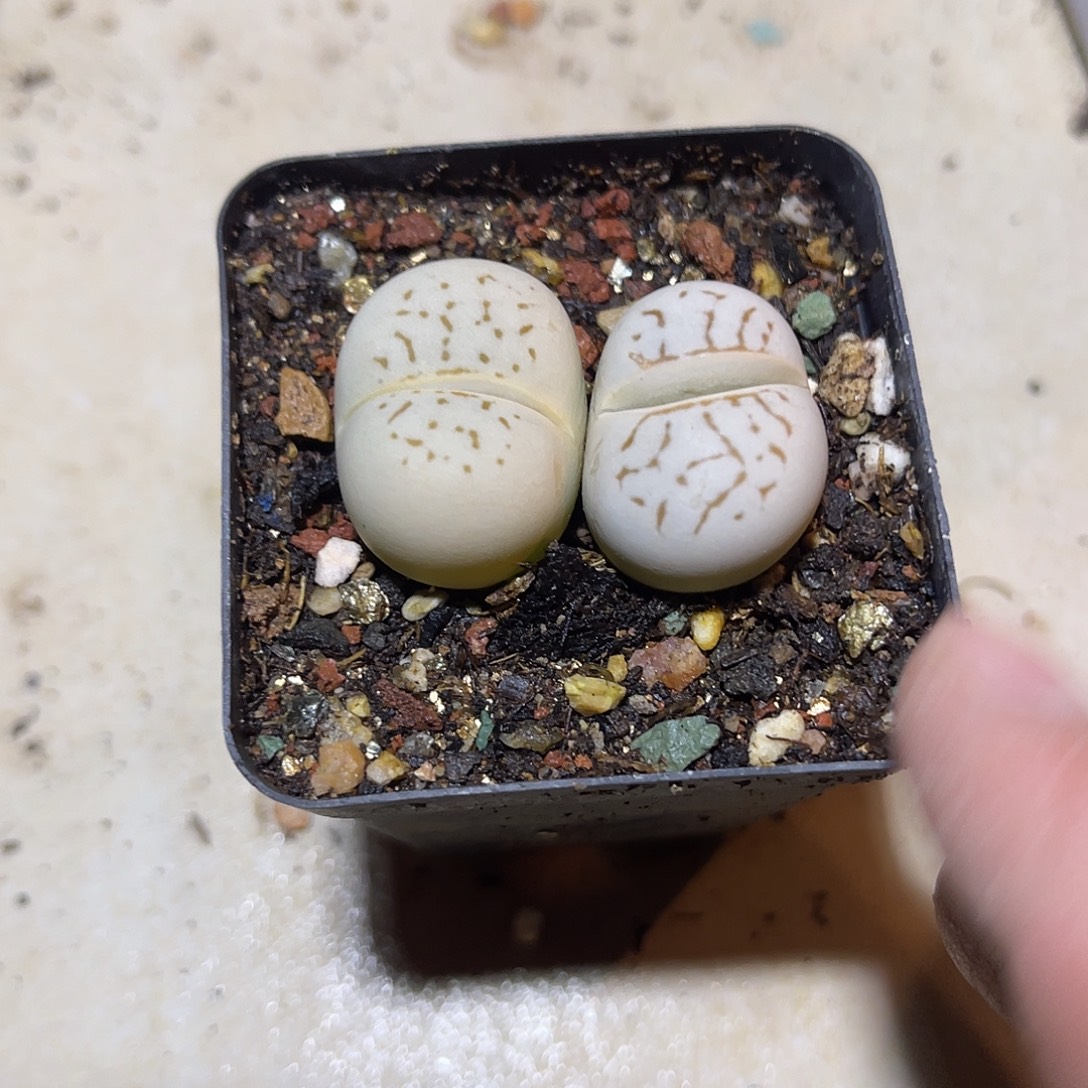 子播实生绫耀玉一物一拍