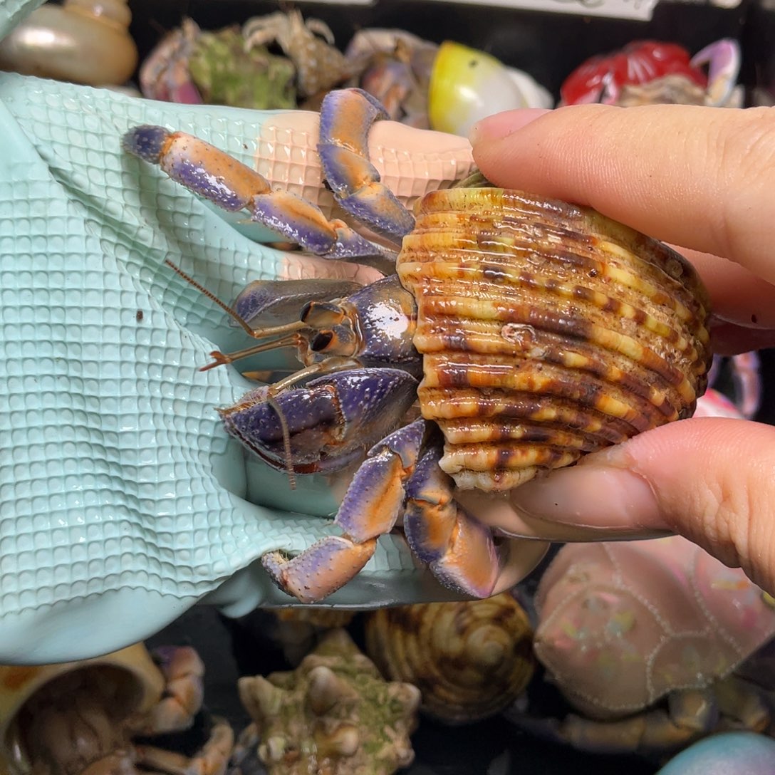 2号福利，3.1口紫陆寄居蟹