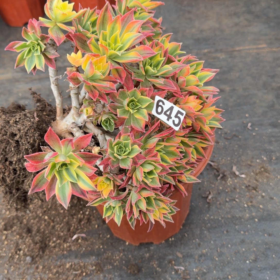 645多肉植物枫叶有断枝特价