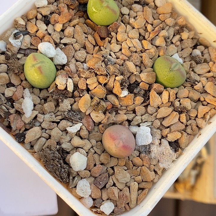 30308。  一颗桃割娘杂交。  