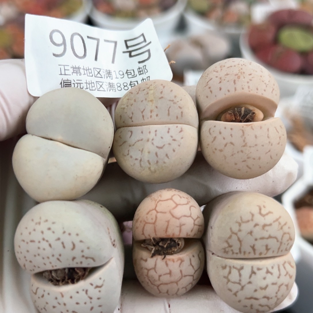 好养易活生石花大母本9077