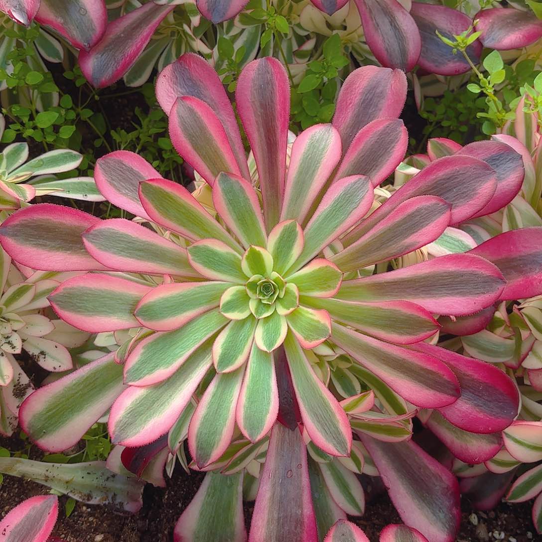 美杜沙多肉植物手捧
