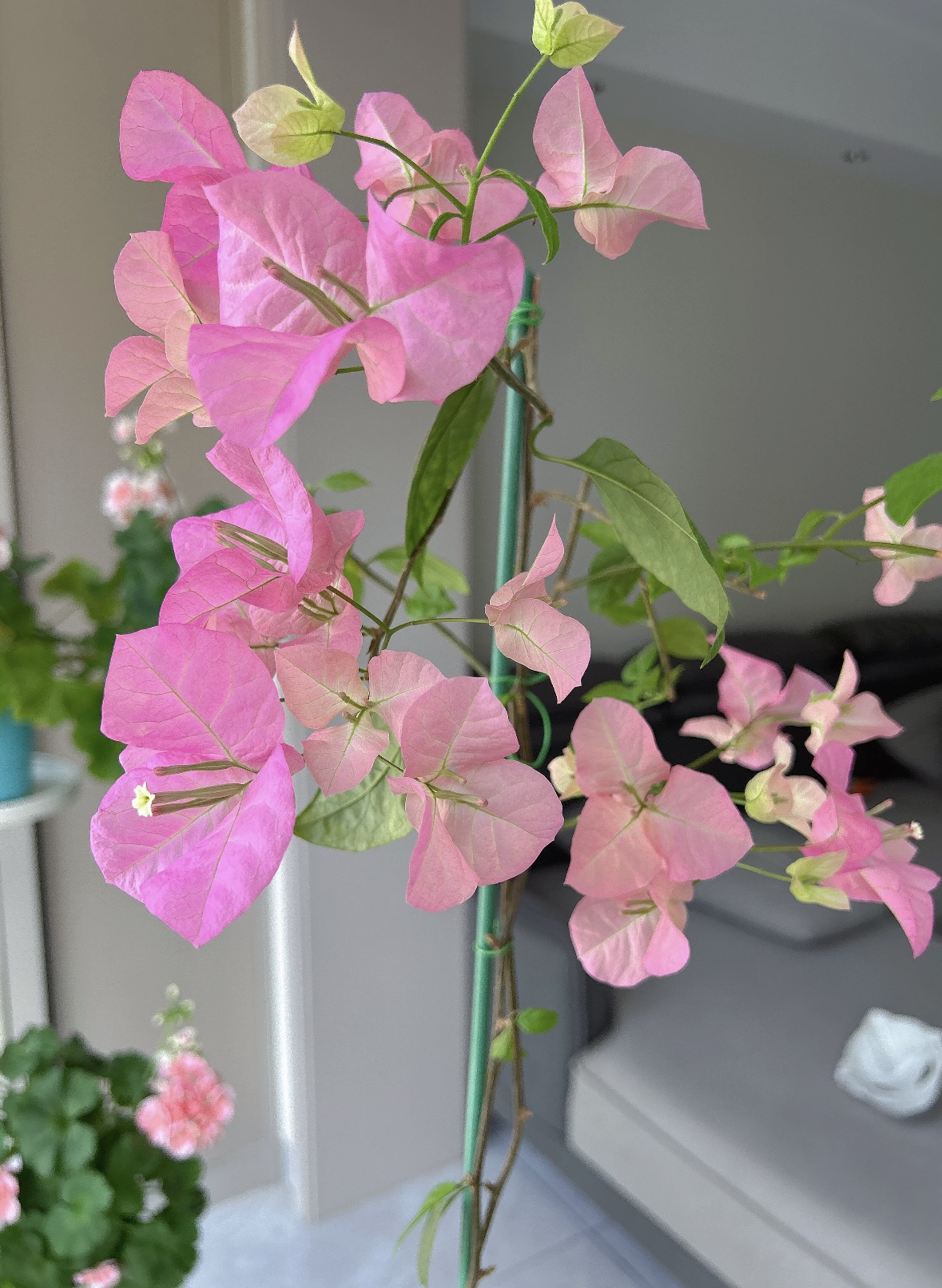 袋苗【洋红公主】好喜花精品三角梅  【包对版，无售后】