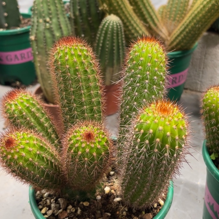 超大群红刺金妞多头23.8