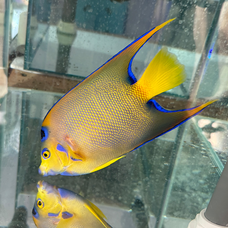 海水鱼美国女王 开口秒颗粒 已检疫养定 不包含运费及包装费