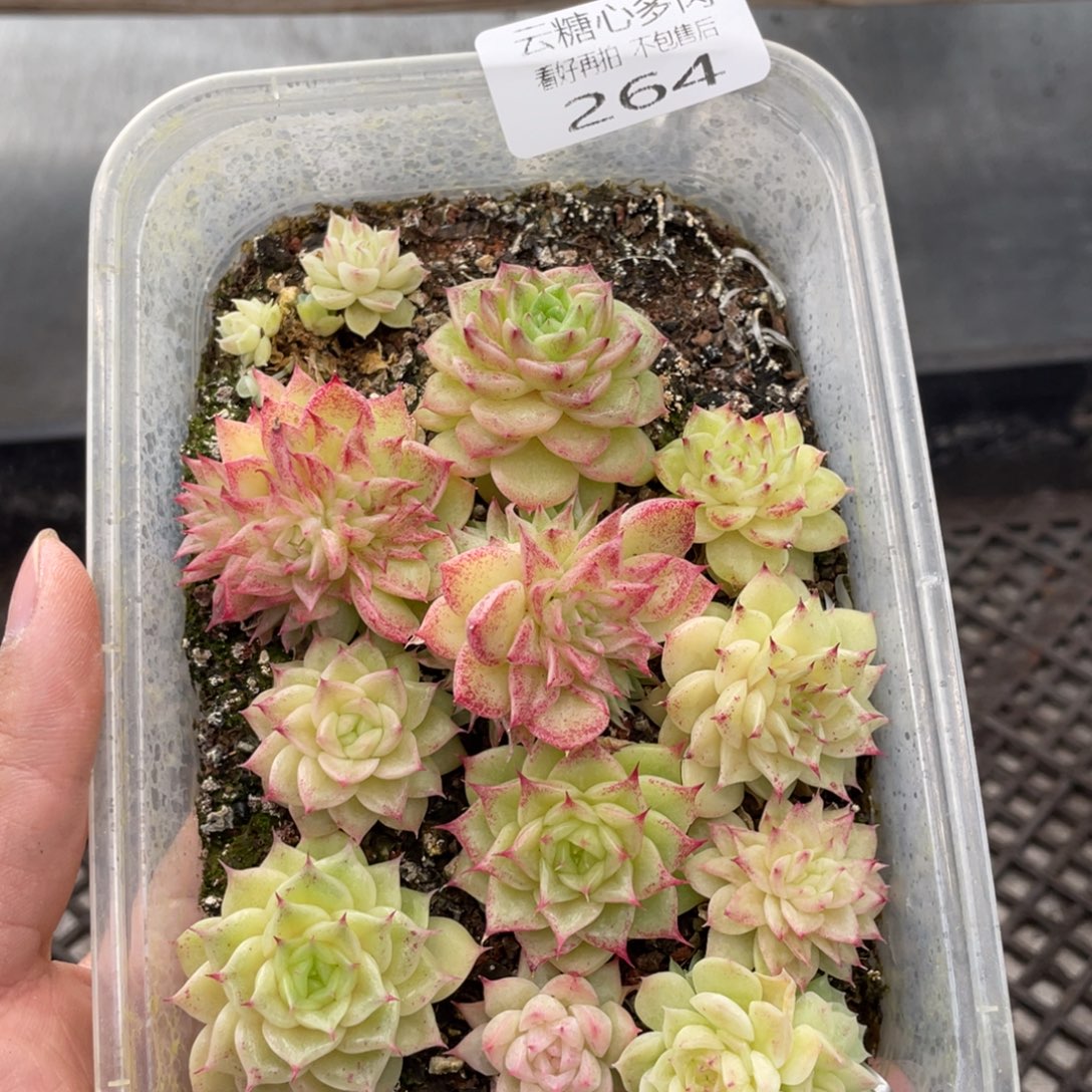 云糖心多肉植物264