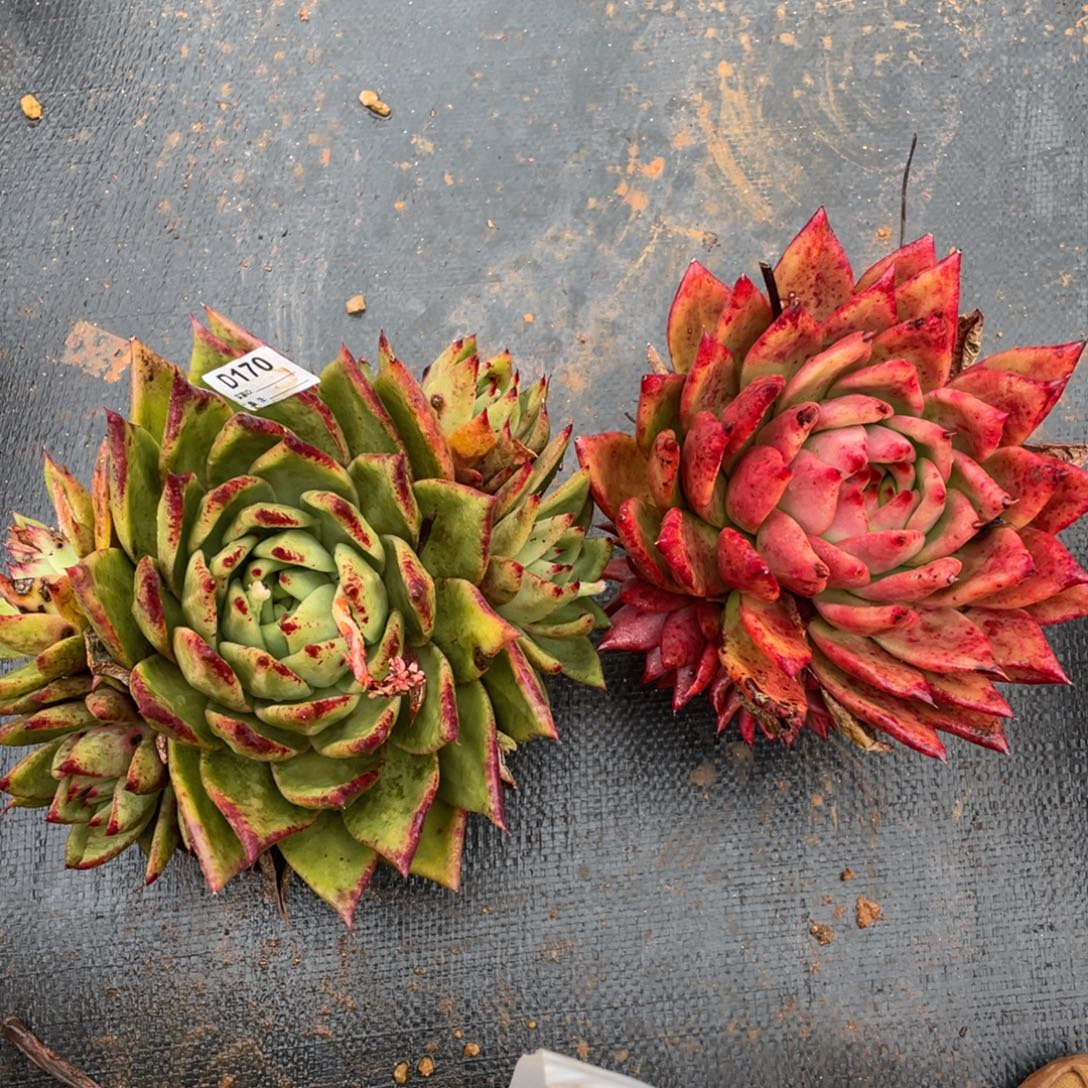 无花朵若如东云组拍D170