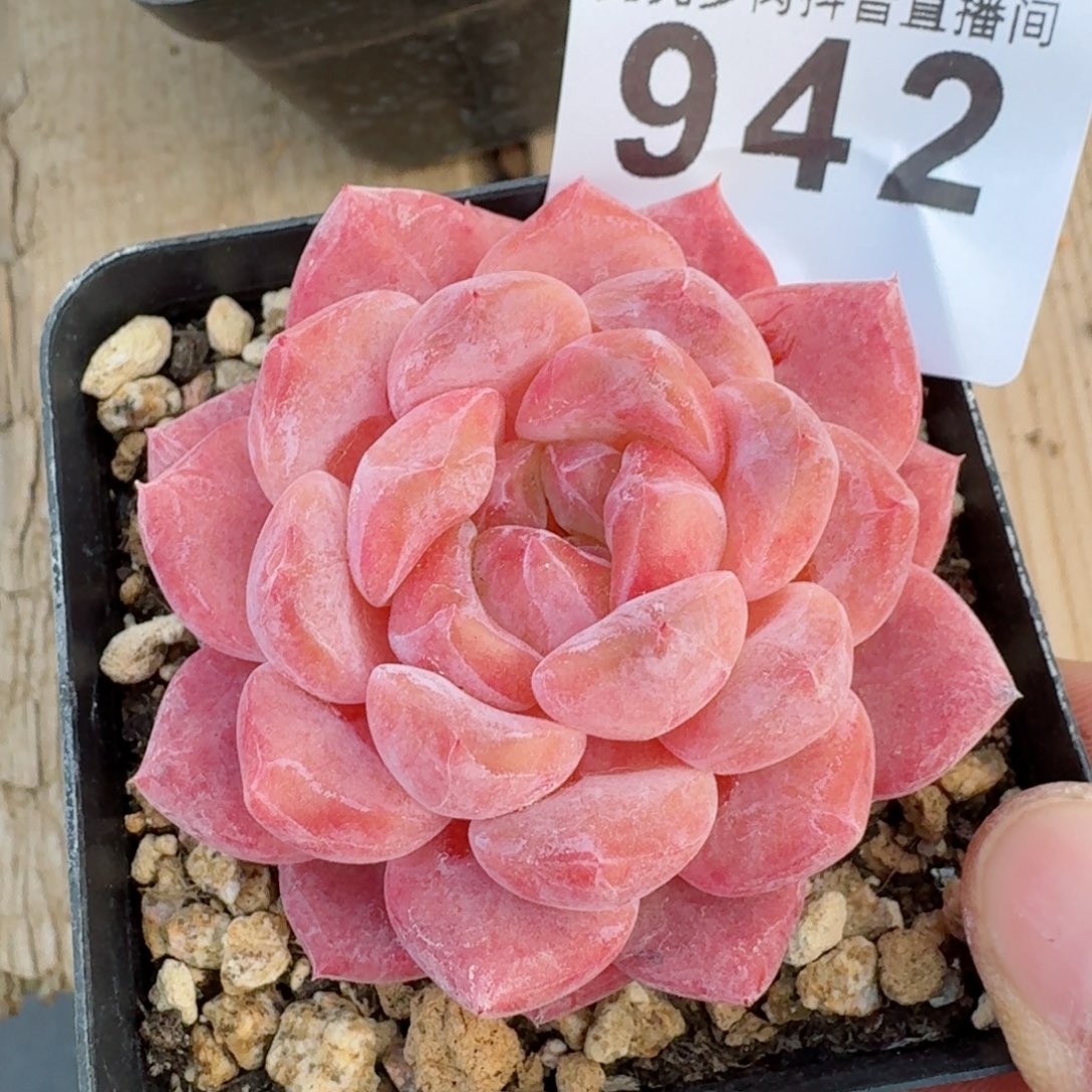 冰魄         多肉植物