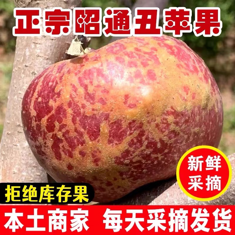 正宗昭通丑苹果现摘现发脆甜多汁新鲜水果