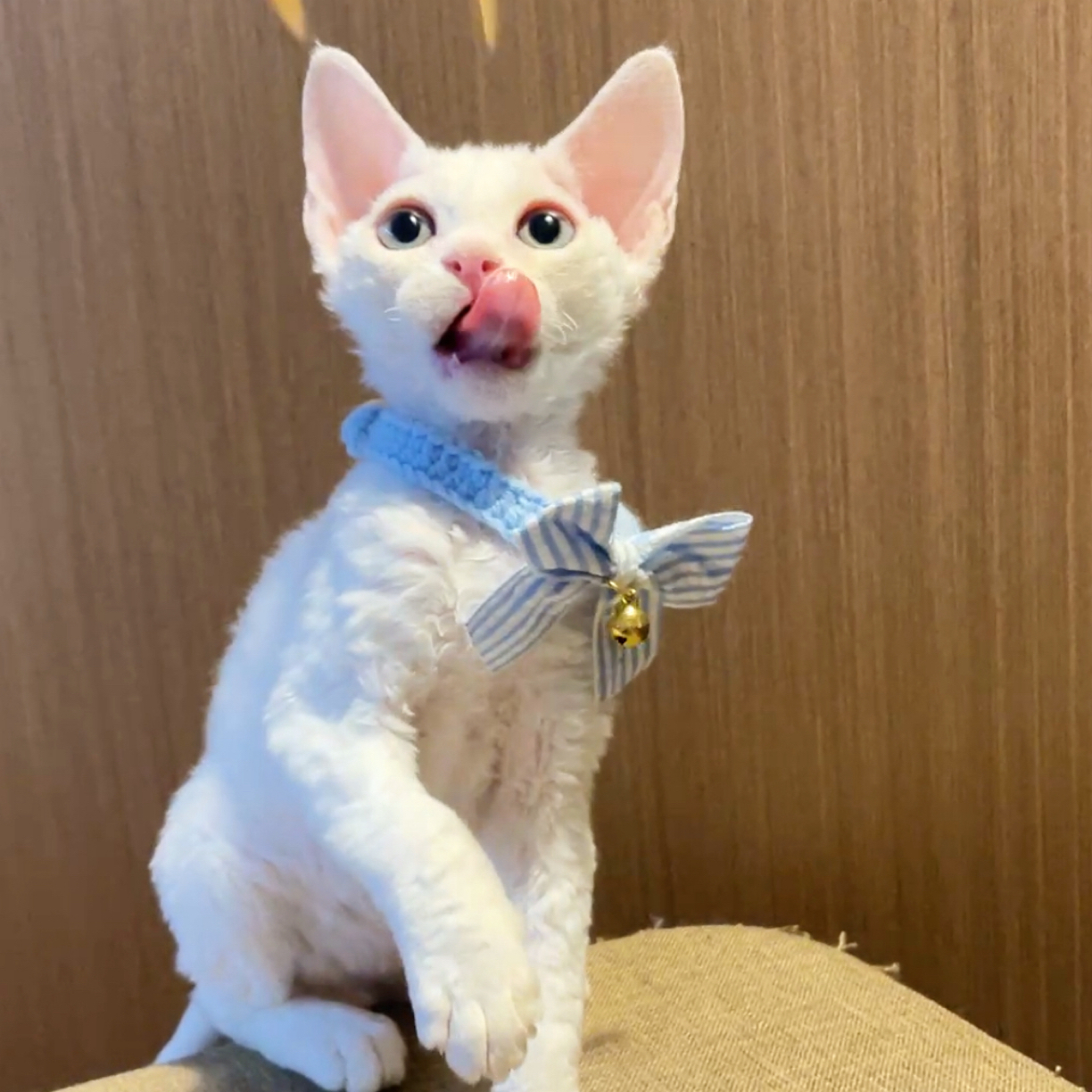 长毛血纯白妹妹德文卷毛猫
