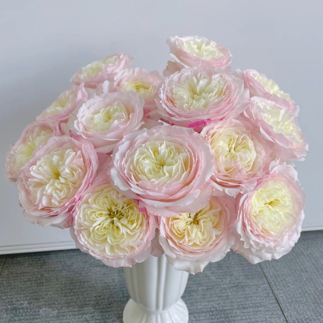 【花之物语】凯拉玫瑰  包邮