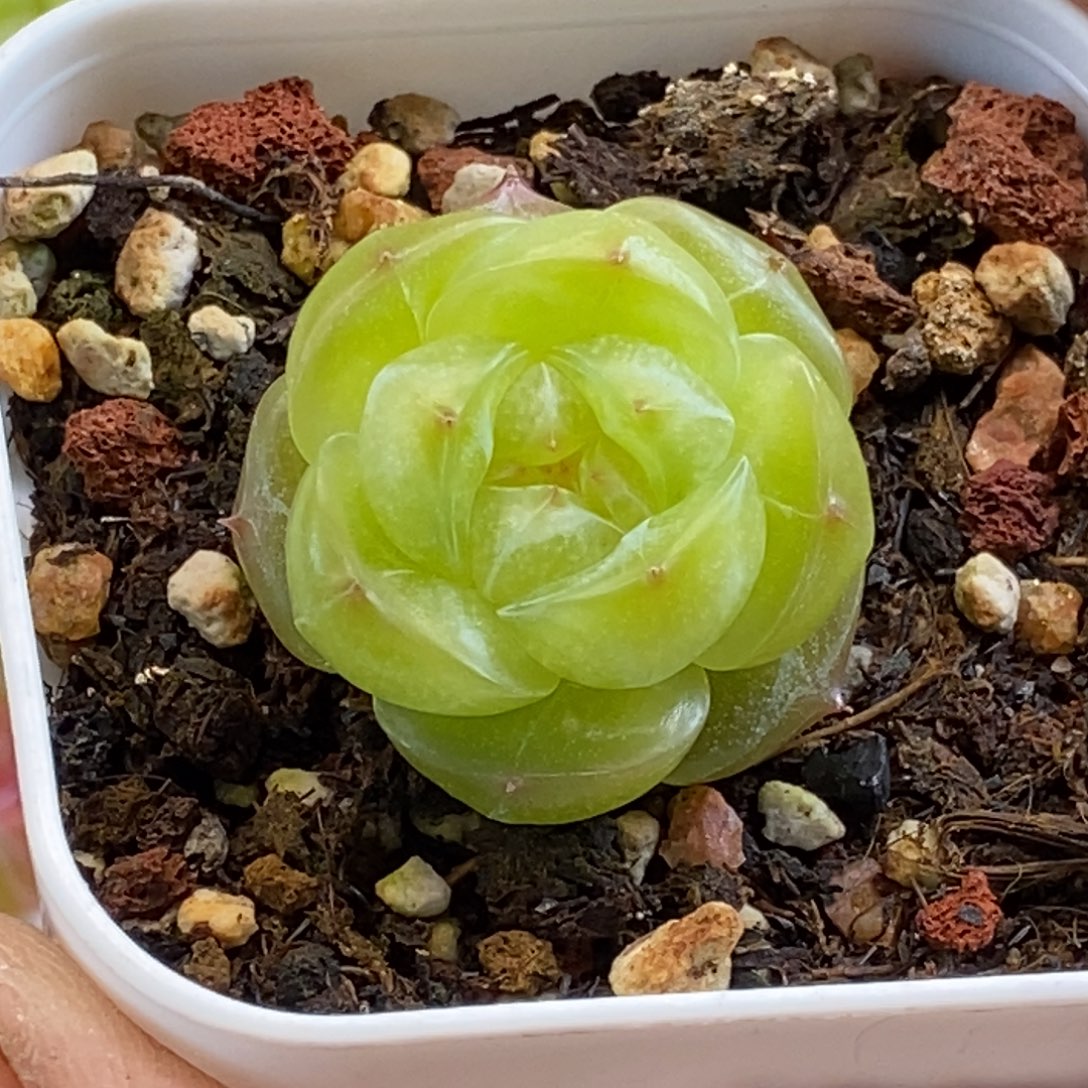 天官赐福百无禁忌