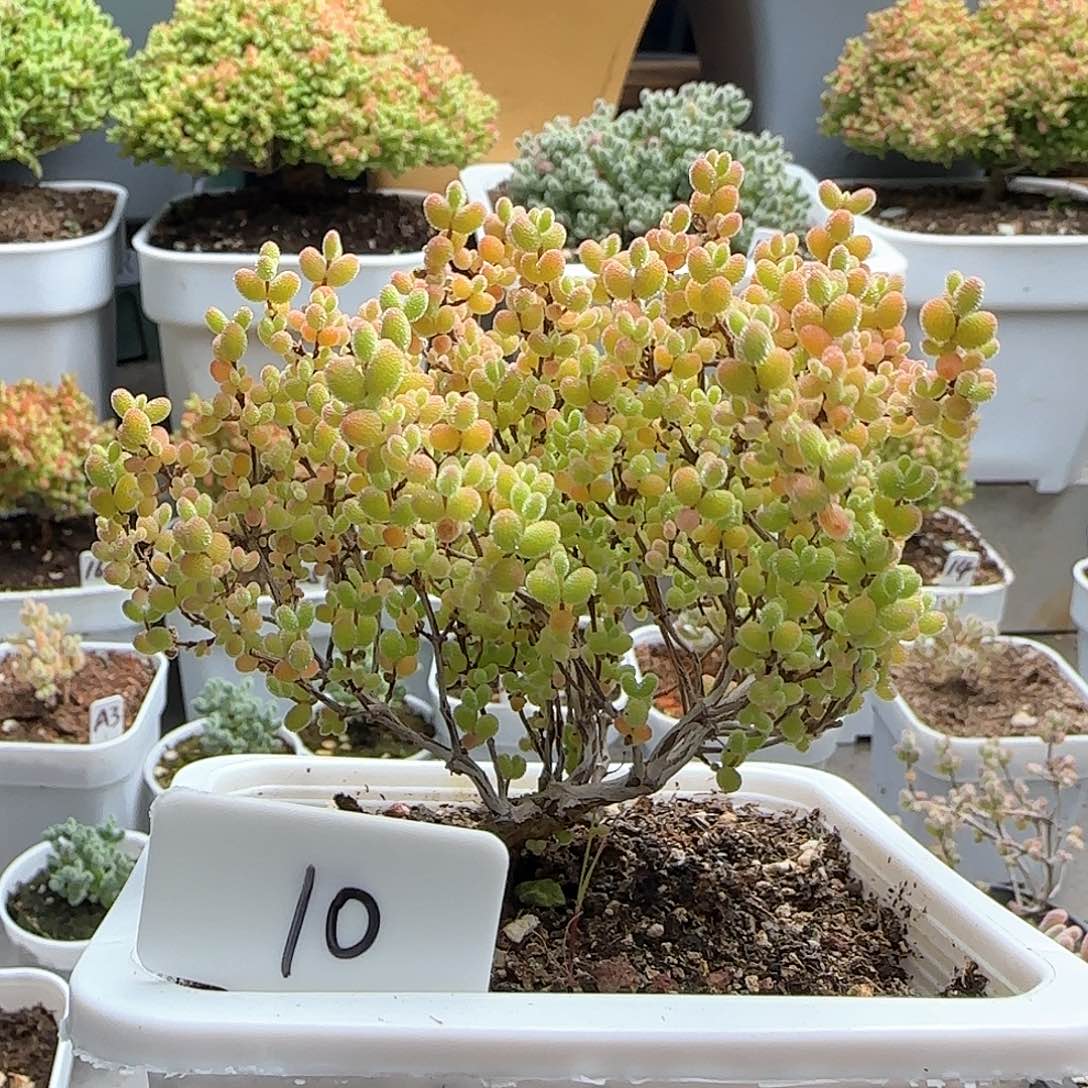 蜜橘糖球枝干番杏