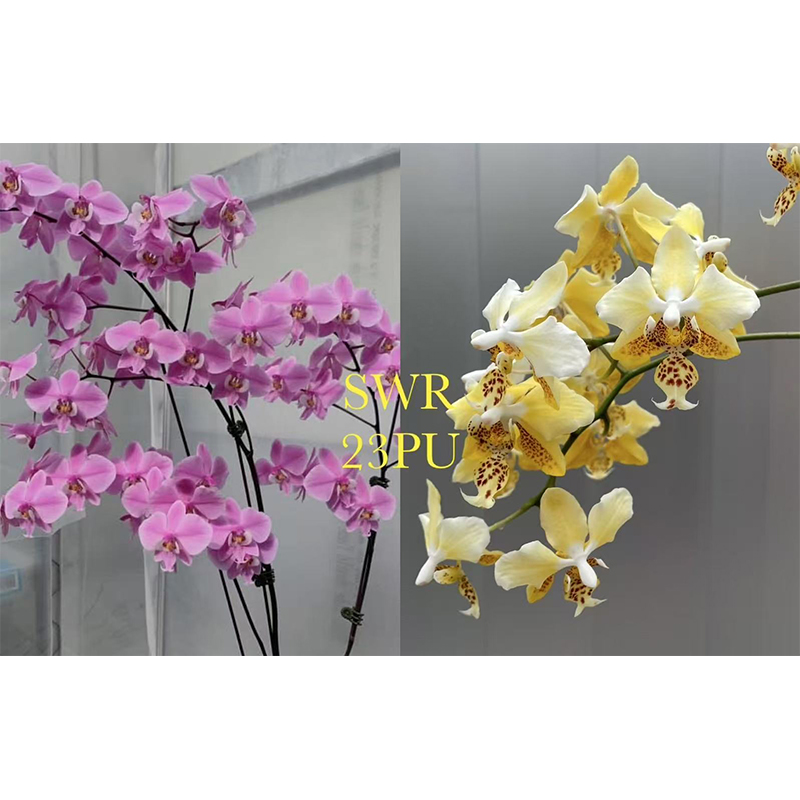 2.5寸 SWR 23PU-抽花梗 少根微瑕 趣味兰