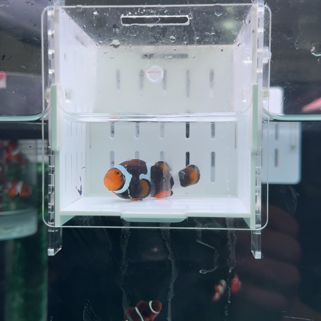 海水鱼6+全黑背心一条