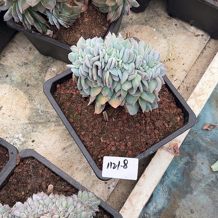 一***酱1121+8白凤缀多肉植物