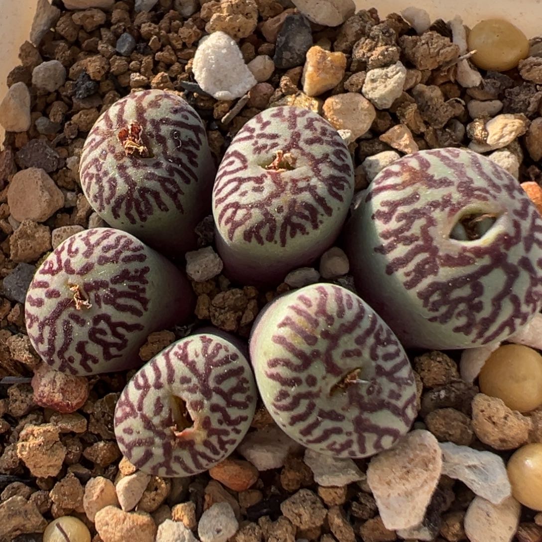 96多肉植物百科植物