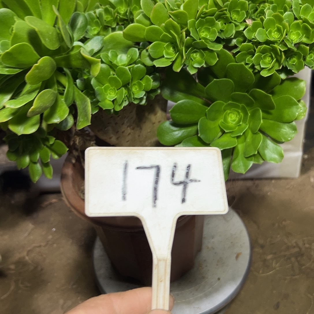 @***店多肉174植物绿羊绒母本