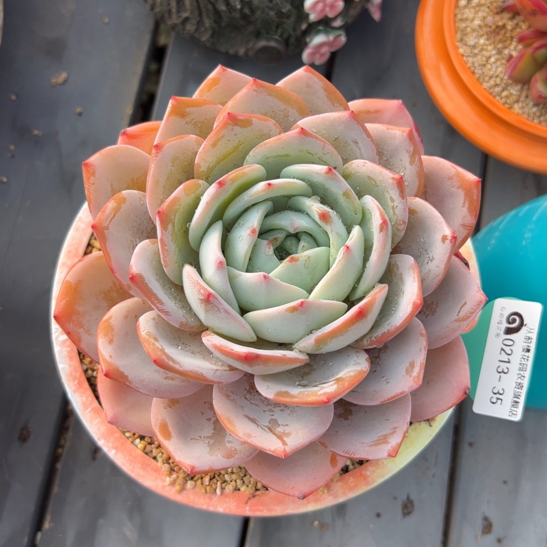 多肉一物一拍0213-35