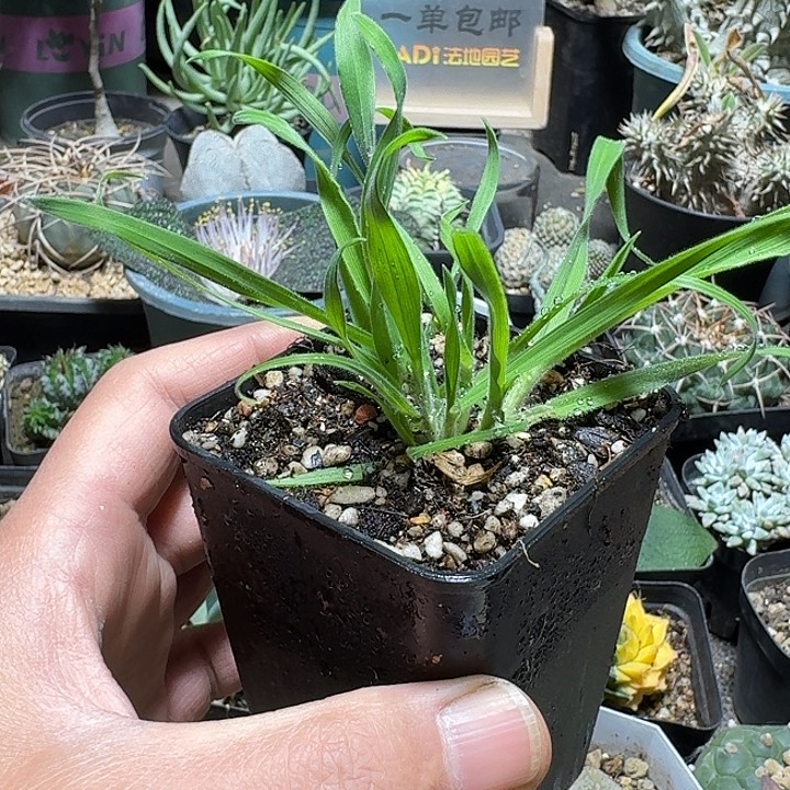 783兔尾巴草带盆发货