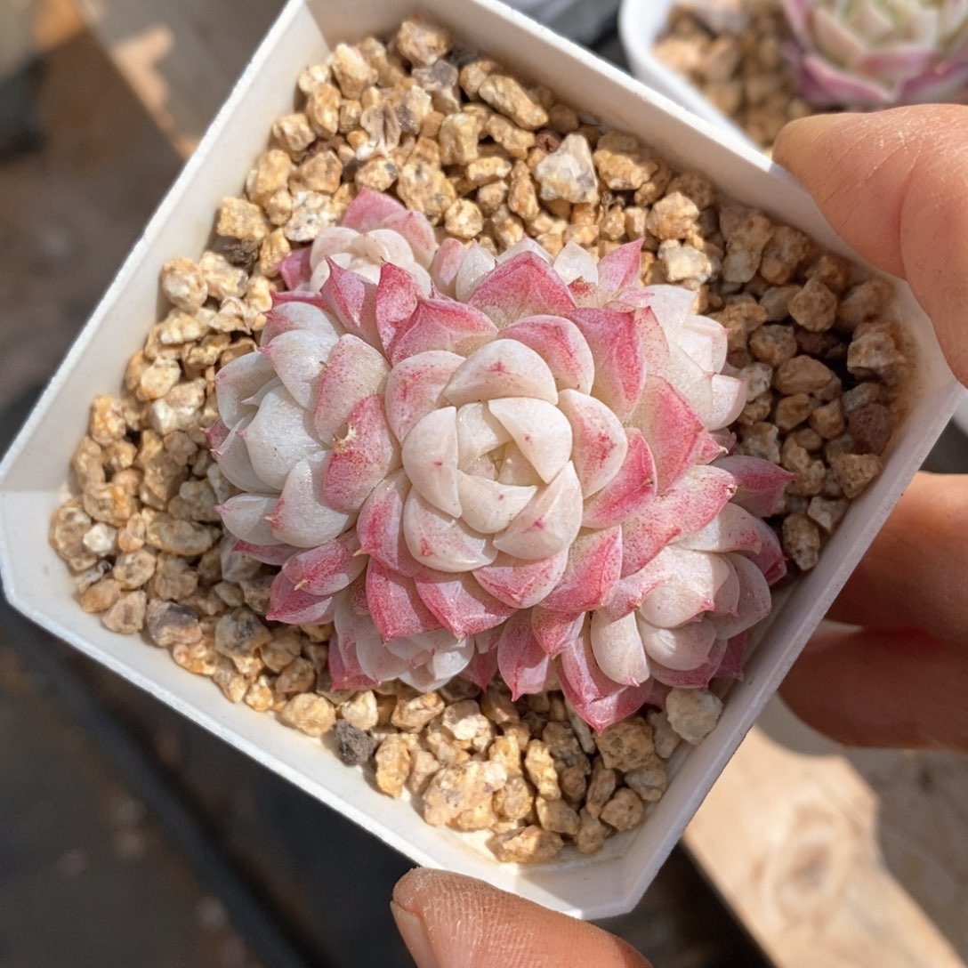 精品多肉一物一拍不包整64