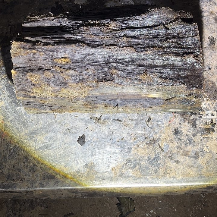 潮***）金丝楠金丝楠要出门